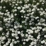 Donna Rader - @earthpixie.marmee - Instagram