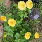 Donna Dickerson Ragland - @donnadickersonragland - Instagram
