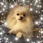 Donna Ramsay - @huskyhumour - Instagram