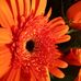 Donna Remus - Facebook
