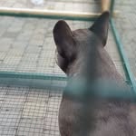 Bella_Donna_french_Bulldog - @bella_donna_french - Instagram