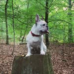 D O N N I - @frenchie_donna - Instagram