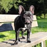 Donna - French Bulldog - @donnasfrenchieday - Instagram