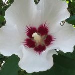 Donna Replogle - @jakesfriend - Instagram