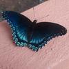 Donna Rosnick273 - @donnarosnick273 - TikTok