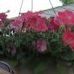 Donna Rettig - Facebook
