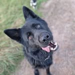 @donna_rex_balu_gizmo - Instagram