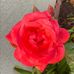 Dona Rey - Facebook