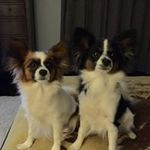 Donna Matossian Rickard - @donnarickard41 - Instagram