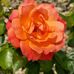 Donna Rickey - Facebook