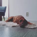 Jana Breemeersch - @donna.the.ridgeback - Instagram