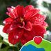 Donna Riedel - Facebook