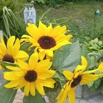 Donna Rawstron Rioux - @donnarioux - Instagram