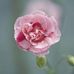Donna Chancey Roark - Facebook