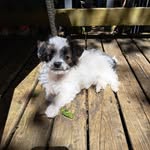 Donna Whalen - @donnarobillard - Instagram