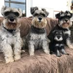 Donna Rodda Goodwin - @roddagoodwin - Instagram