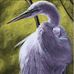 Donna Ruane Rogers - Facebook