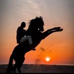 👇Häst livet är här👇 - @_donna_equestrian_ruben_ - Instagram