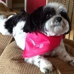 Donna Runyan - @dkrjsr - Instagram