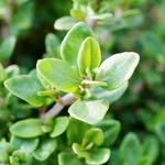 Donna Ryder-Sharp - @thyme.beauty - Instagram