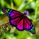 Donna Sabin Ziolkowski - @donnaz63 - Instagram