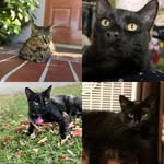 Luna, Donna, Salem & Binx - @the_ortega_cats - Instagram