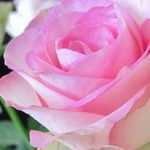 Donna Samples - @donnasamples - Instagram