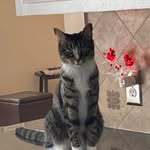 Donna Santilli - @donna.santilli.3 - Instagram