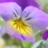 donnasarver559 - @donnasarver559 - TikTok