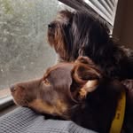 Donna Scalf - @reese_and_winfield - Instagram