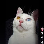 Cynthia Donna Schell - @cynthiadonnaschell - Instagram