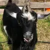 Donna Schmidt - @donna.schmidt66 - TikTok