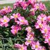 Donna Sennett - Facebook