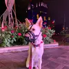 Bella Donna The Service Dog - @belladonnatheservicedog - TikTok