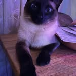 Donna Shepard - @donna.shepard.7792 - Instagram