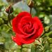 Donna Shine - Facebook