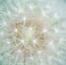 Donna Shirk - Facebook