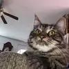 donnashouprittman - @donnashouprittman - TikTok