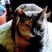 Donna Shrumm - Facebook