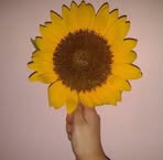 Donna Sierra - Facebook
