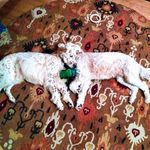 Donna Hedin Silverman - @donnasilverman - Instagram