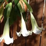 Donna Silvers - @donna.silvers.98 - Instagram