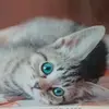 donnabrittsingleton - @donnaok123 - TikTok