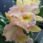 Donna Skaggs - @gulfwild - Instagram