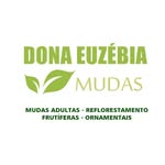 Mudas e Plantas Dona Euzébia - @mudas_dona_euzebia - Instagram