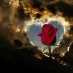 Donna Spear - @deerose4271 - Instagram