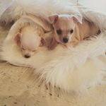 Donna Spears - @spearsdonna_ - Instagram