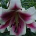 Donna Speer - Facebook