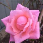 Donna Spinks - @donna.spinks.1 - Instagram