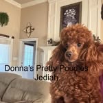 Donna Springer - @donnasprettypoodles - Instagram